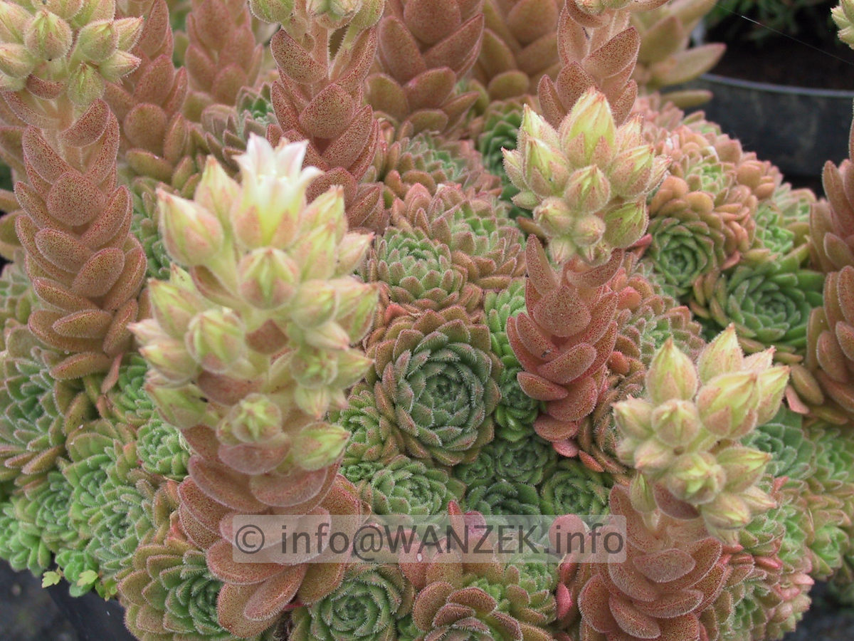 Rosularia pallida 02.JPG